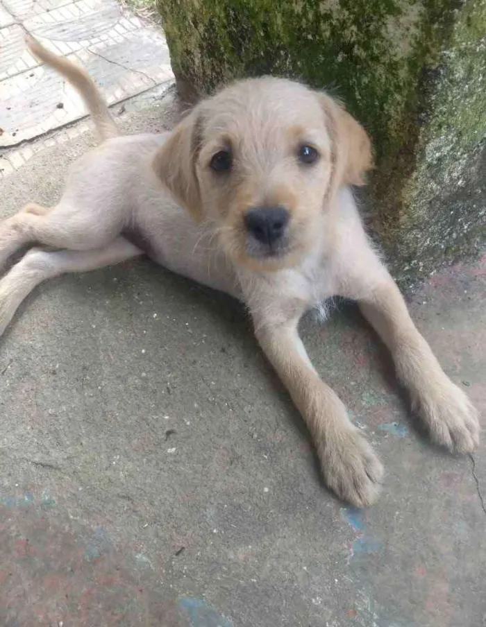 Cachorro ra a Sem raça definida idade 2 a 6 meses nome Sem nome