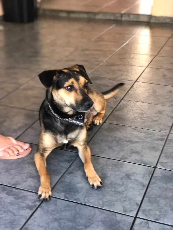 Cachorro ra a Srd idade 3 anos nome Neno