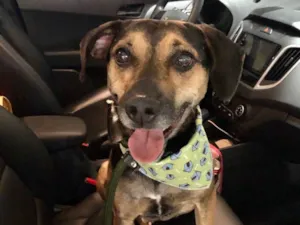 Cachorro raça Srd idade 3 anos nome Neno