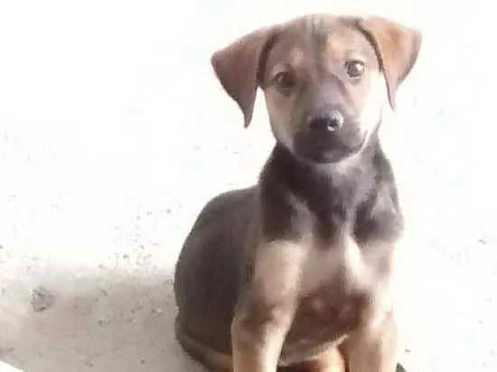 Cachorro raça Vira Lata idade 2 a 6 meses nome ALFA