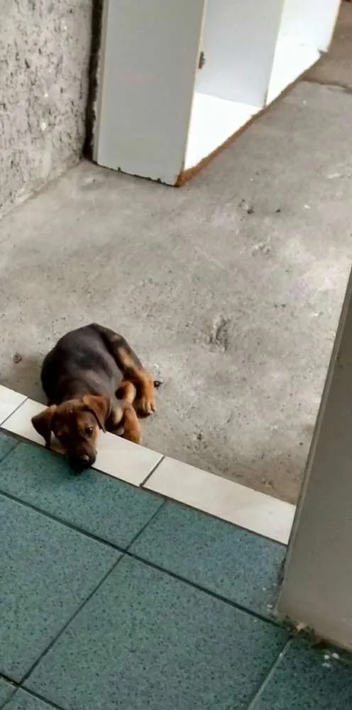 Cachorro raça Vira Lata idade 2 a 6 meses nome ALFA