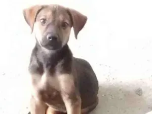 Cachorro raça Vira Lata idade 2 a 6 meses nome ALFA