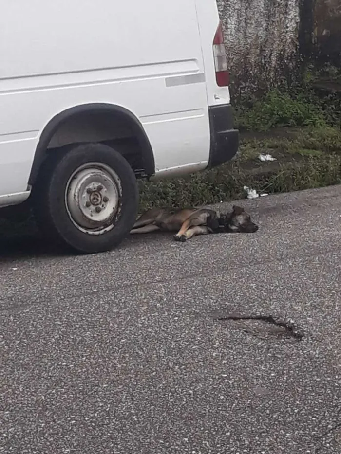 Cachorro ra a Desconhecida idade 3 anos nome Não sei 