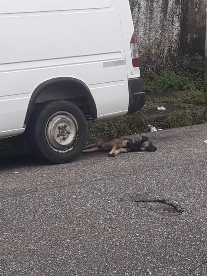 Cachorro ra a Desconhecida idade 3 anos nome Não sei 