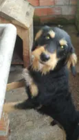 Toby
