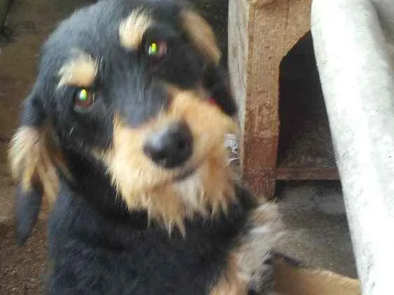 Cachorro ra a Srd idade 1 ano nome Toby