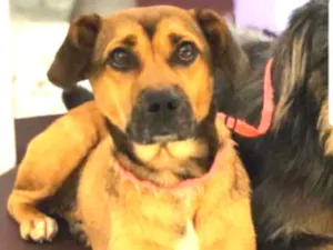 Cachorro raça SRD idade 2 anos nome Zefa