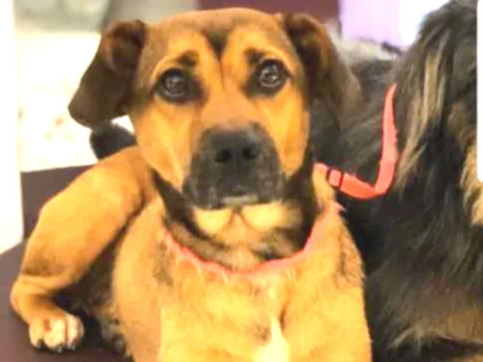 Cachorro ra a SRD idade 2 anos nome Zefa