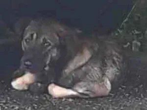 Cachorro raça Desconhecida idade 3 anos nome Não sei 