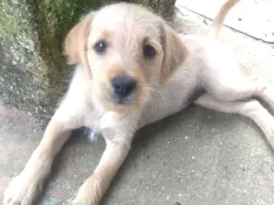 Cachorro raça Sem raça definida idade 2 a 6 meses nome Sem nome