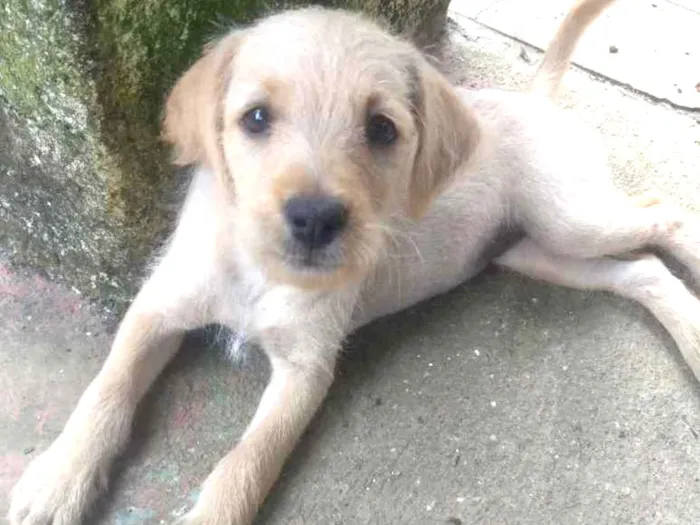 Cachorro ra a Sem raça definida idade 2 a 6 meses nome Sem nome