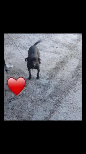 Cachorro raça Vira lata com Rottweiler  idade 1 ano nome Lara 