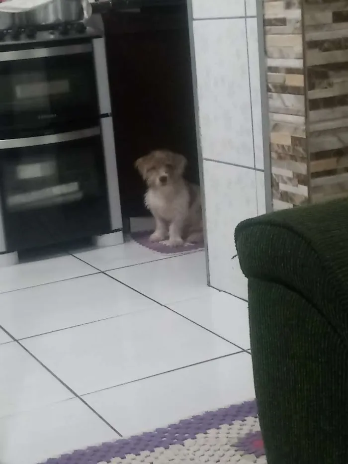 Cachorro ra a Vira lata idade 2 a 6 meses nome Bob