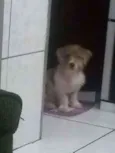 Bob