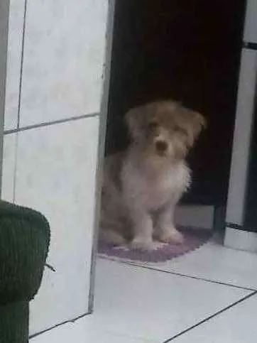 Cachorro ra a Vira lata idade 2 a 6 meses nome Bob