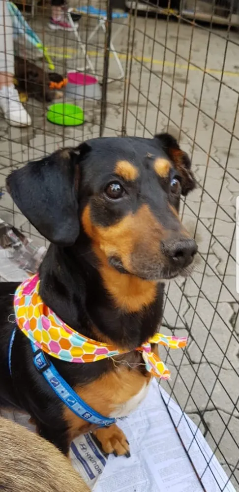 Cachorro ra a SRD idade 5 anos nome Babá