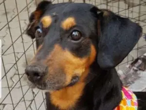 Cachorro raça SRD idade 5 anos nome Babá