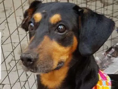 Cachorro ra a SRD idade 5 anos nome Babá