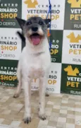 Cachorro raça SRD idade 5 anos nome Lolla