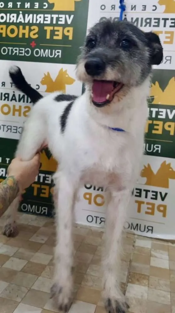 Cachorro raça SRD idade 5 anos nome Lolla