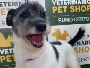 Cachorro raça SRD idade 5 anos nome Lolla