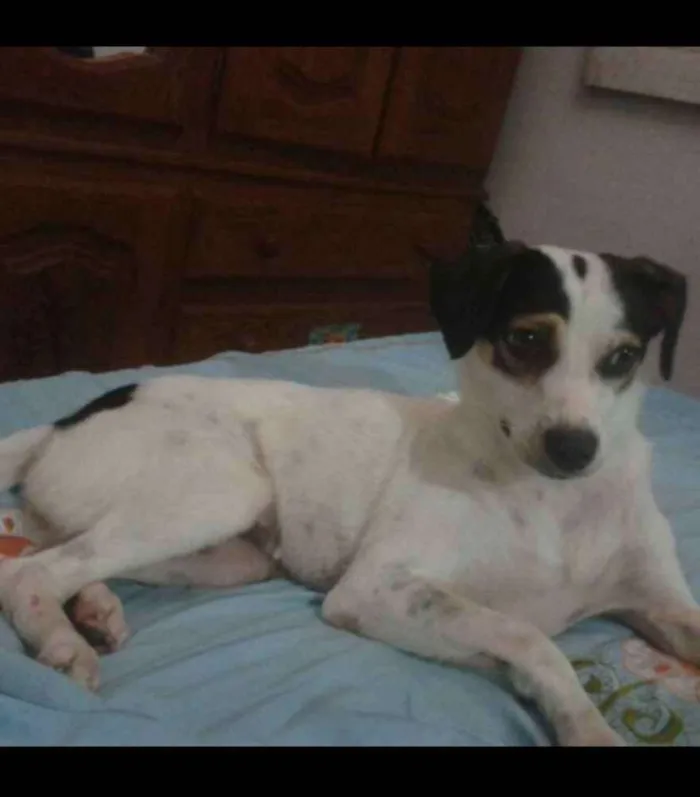 Cachorro ra a Vira lata idade 2 anos nome Fofhita