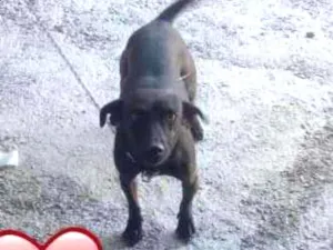 Cachorro raça Viralata com mistura de Rottwe idade 1 ano nome Lara 