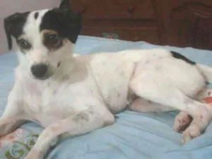 Cachorro raça Vira lata idade 2 anos nome Fofhita