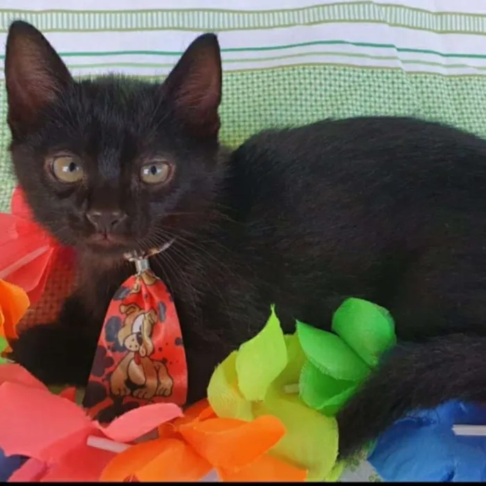 Gato ra a SRD idade Abaixo de 2 meses nome LOKI & LUKI