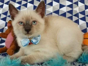 Gato raça SRD idade Abaixo de 2 meses nome LOKI & LUKI