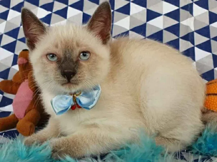 Gato ra a SRD idade Abaixo de 2 meses nome LOKI & LUKI