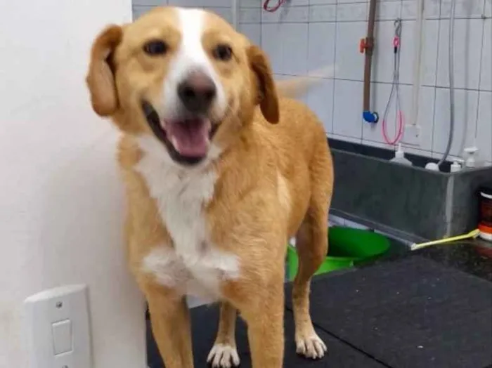 Cachorro raça SRD idade 2 anos nome Princesa