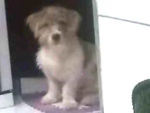 Cachorro raça Vira lata idade 2 a 6 meses nome Bob