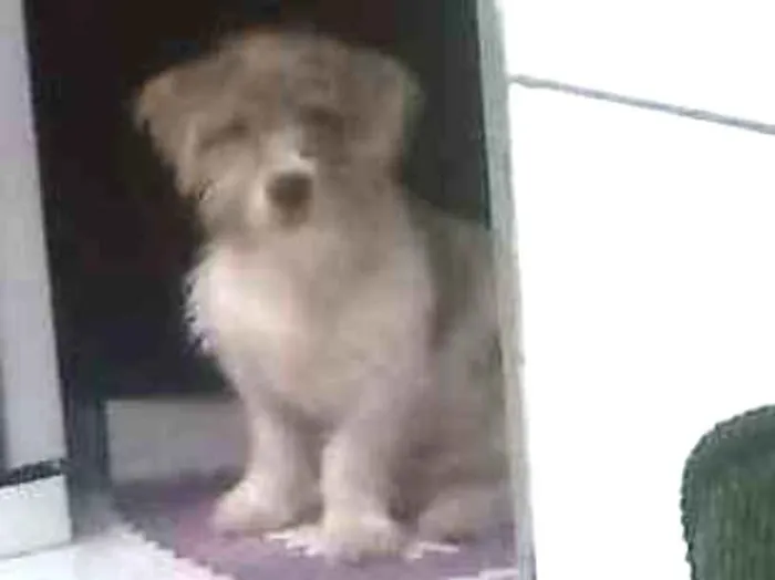 Cachorro ra a Vira lata idade 2 a 6 meses nome Bob