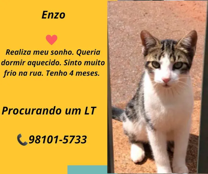 Gato ra a SRD idade 2 a 6 meses nome Enzo