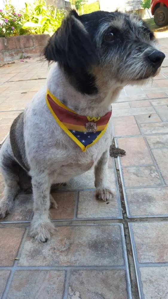 Cachorro raça Sem raça definida idade 6 ou mais anos nome Pitoca