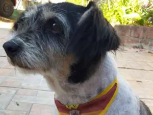 Cachorro raça Sem raça definida idade 6 ou mais anos nome Pitoca