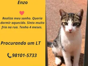 Gato raça SRD idade 2 a 6 meses nome Enzo