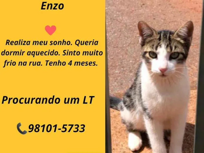 Gato ra a SRD idade 2 a 6 meses nome Enzo