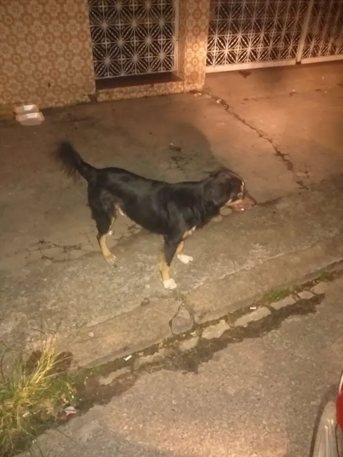 Cachorro raça Sem raça idade 3 anos nome Tantan