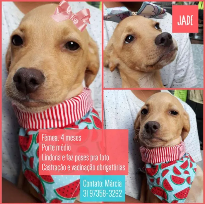 Cachorro raça Srd  idade 2 a 6 meses nome Jade