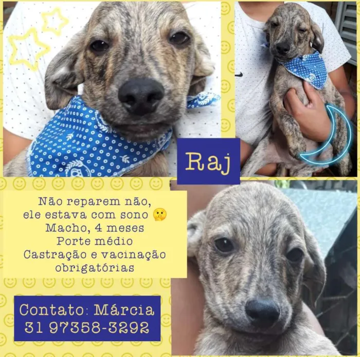 Cachorro raça Srd idade 2 a 6 meses nome Raj