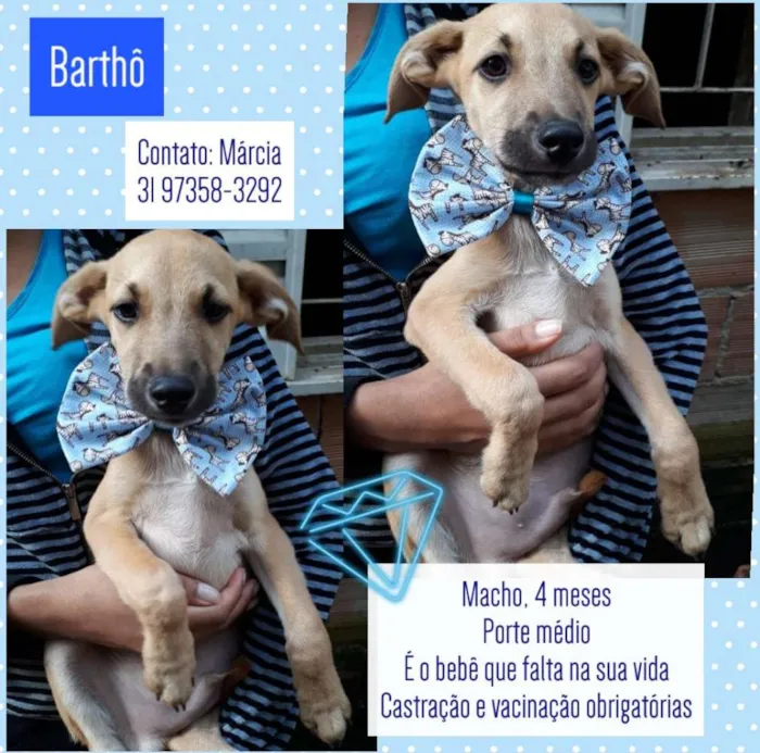 Cachorro raça Srd idade 2 a 6 meses nome Barthô 