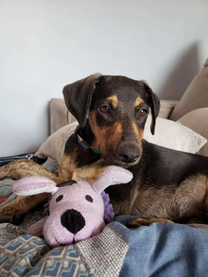 Cachorro raça Srd idade 2 a 6 meses nome Tadeu