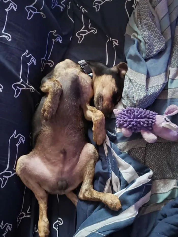 Cachorro raça Srd idade 2 a 6 meses nome Tadeu
