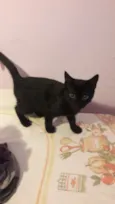 Tico, Nana e Mimi