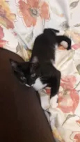 Tico, Nana e Mimi