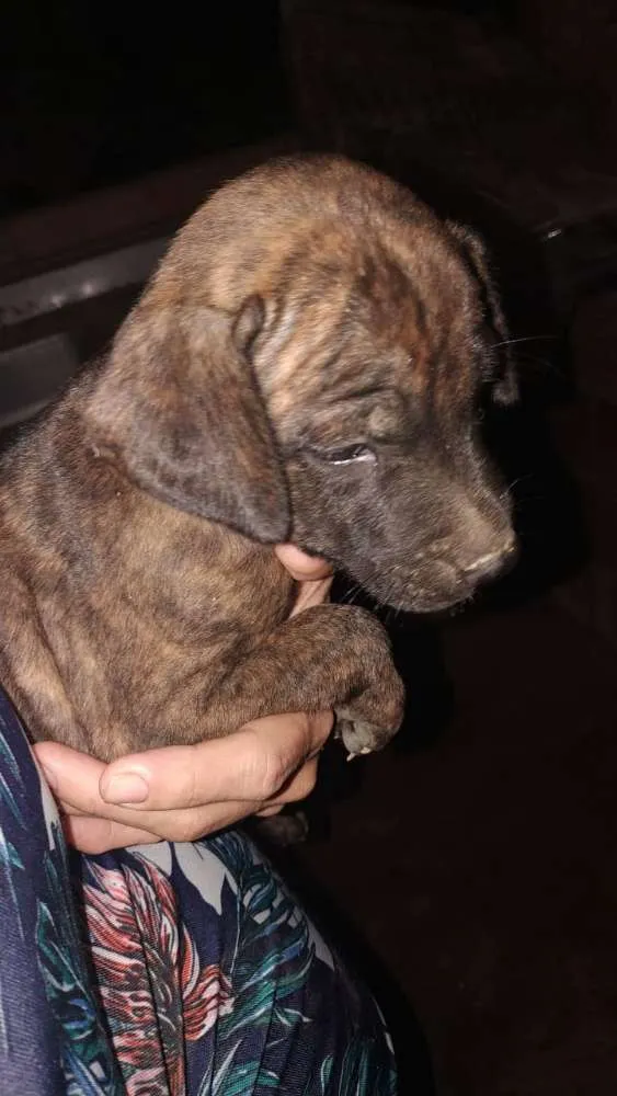 Cachorro raça Pitbull e vira lata idade Abaixo de 2 meses nome Sem nome 