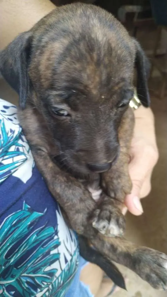 Cachorro raça Pitbull e vira lata idade Abaixo de 2 meses nome Sem nome 