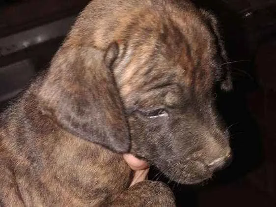 Cachorro raça Pitbull e vira lata idade Abaixo de 2 meses nome Sem nome 